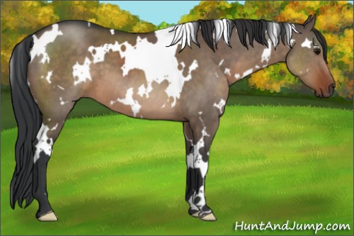 Horse Color:White Spotted Brown Dun 