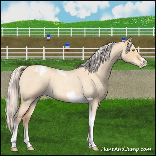 Horse Color:Silver Amber Champagne Roan Dun Splash Tobiano Frame Appaloosa Rabicano 
