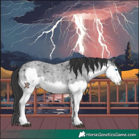 Horse Color:White Spotted Blue Roan Splash Rabicano 