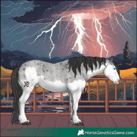 Horse Color:White Spotted Blue Roan Splash Rabicano