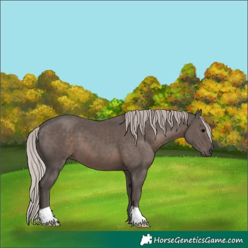 Horse Color:Silver Black