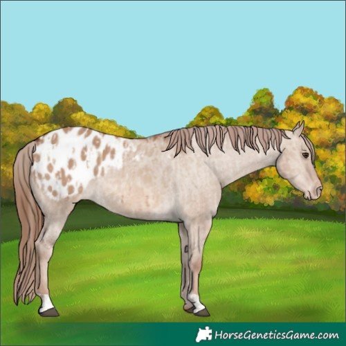 Horse Color:Red Dun Appaloosa  and Red Dun Appaloosa 