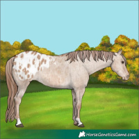 Horse Color:Red Dun Appaloosa  and Red Dun Appaloosa 