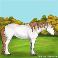 Horse Color:White Spotted Chestnut 