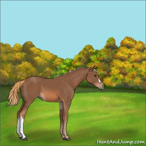 Horse Color:Chestnut 