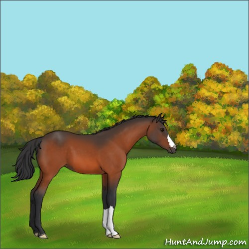 Horse Color:Bay 