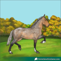 Horse Color:Silver Buckskin Roan 