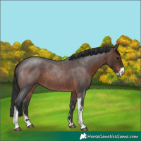 Horse Color:Brown Roan Sabino 