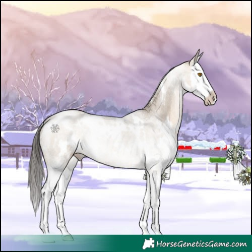 Horse Color:White Spotted Brown Dun Sabino Splash
