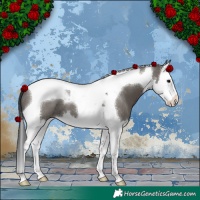 Horse Color:Grullo Splash Tobiano