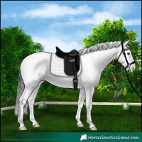 Horse Color:White Spotted Brown Dun Splash Tobiano 