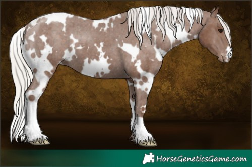 Horse Color:White Spotted Silver Black Appaloosa 