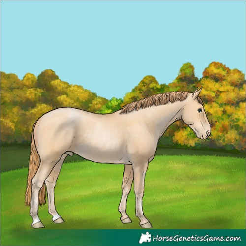 Horse Color:Buckskin Pearl 