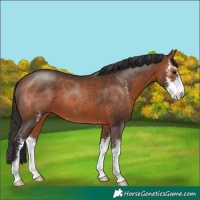 Horse Color:Brown Sabino 