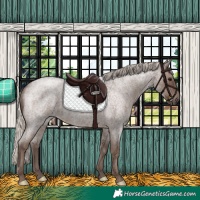 Horse Color:Silver Blue Roan 