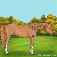 Horse Color:Chestnut  and Chestnut 