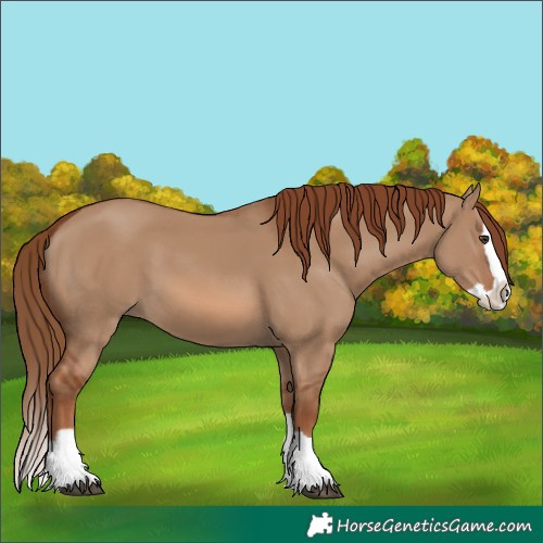 Horse Color:Red Dun Splash