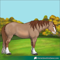 Horse Color:Red Dun Splash