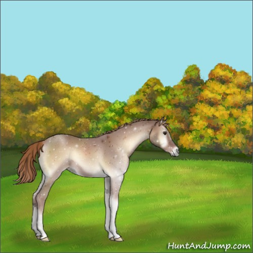Horse Color:Red Onyx 