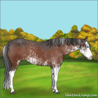 Horse Color:Brown Sabino Splash Appaloosa  and Brown Sabino Splash Appaloosa 