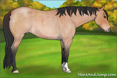 Horse Color:Bay Roan Rabicano 
