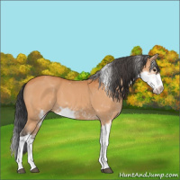 Horse Color:Bay Sabino 