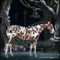 Horse Color:Brown Sabino Splash Near Leopard  and Bay Sabino Splash Near Leopard 