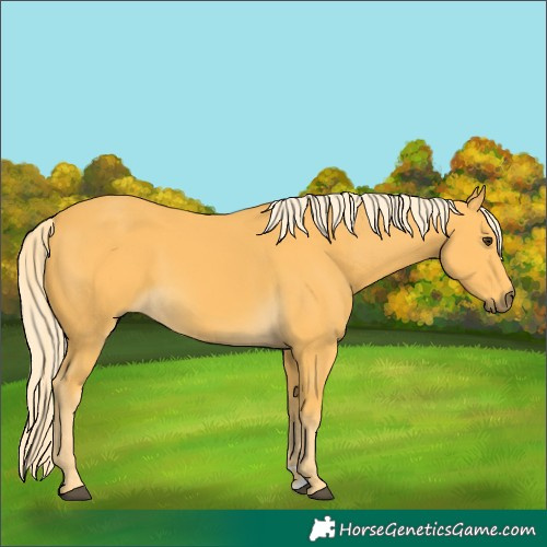 Horse Color:Palomino 