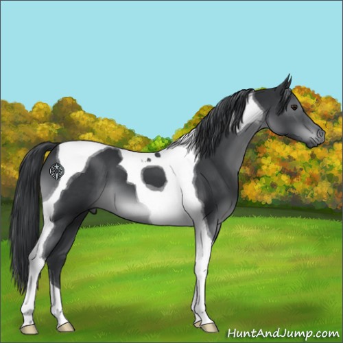 Horse Color:Black Chinchilla Tobiano 