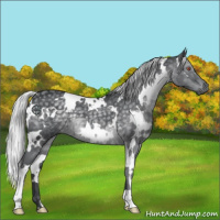 Horse Color:White Spotted Silver Black Chinchilla 