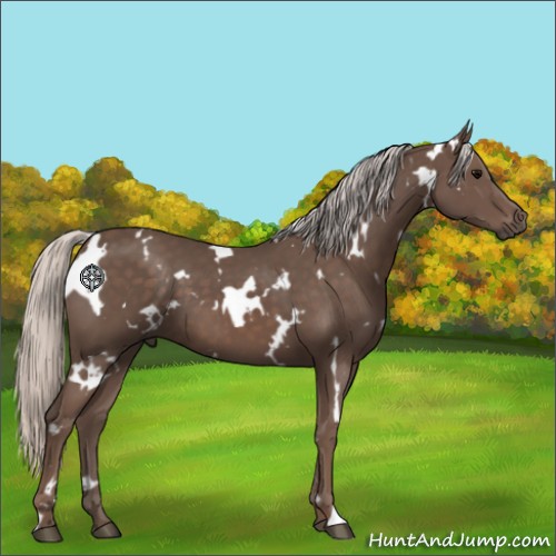 Horse Color:White Spotted Silver Black 