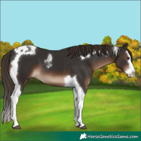 Horse Color:Liver Chestnut Splash Tobiano 