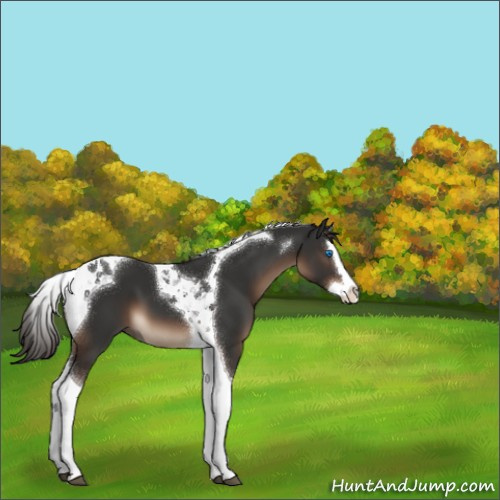 Horse Color:Liver Chestnut Splash Tobiano