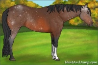 Horse Color:Bay Rabicano 