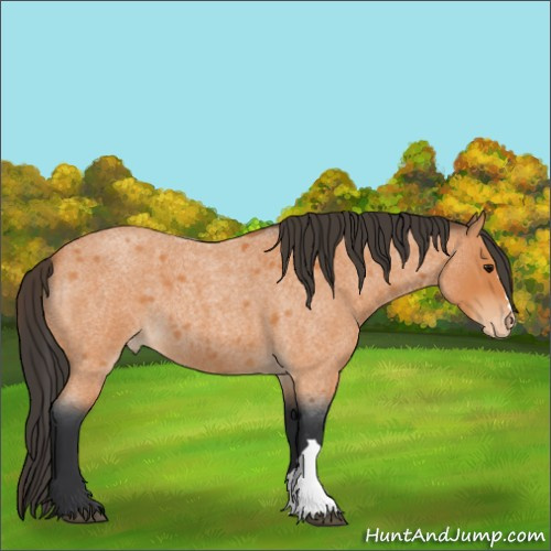 Horse Color:Bay Roan Appaloosa 