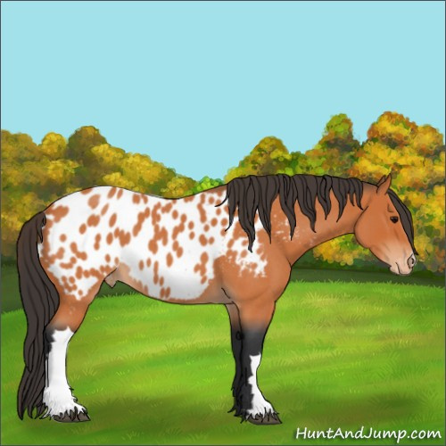 Horse Color:Bay Roan Appaloosa 