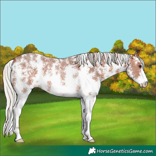 Horse Color:Silver Brown Sabino Rabicano 