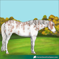 Horse Color:Silver Brown Sabino Rabicano 