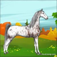 Horse Color:Brown Sabino Splash Appaloosa  and Brown Sabino Splash Appaloosa 