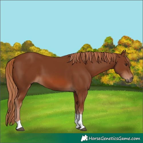 Horse Color:Chestnut Tobiano