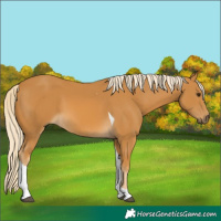 Horse Color:Palomino Tobiano 