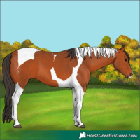 Horse Color:Bay Tobiano 