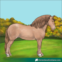 Horse Color:Gold Champagne 