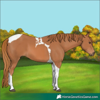 Horse Color:Chestnut Tobiano 