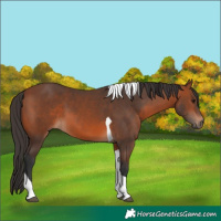 Horse Color:Bay Tobiano 