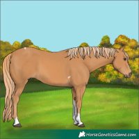 Horse Color:Chestnut Tobiano 
