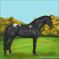 Horse Color:Black Varnish 