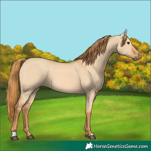 Horse Color:Red Dun 
