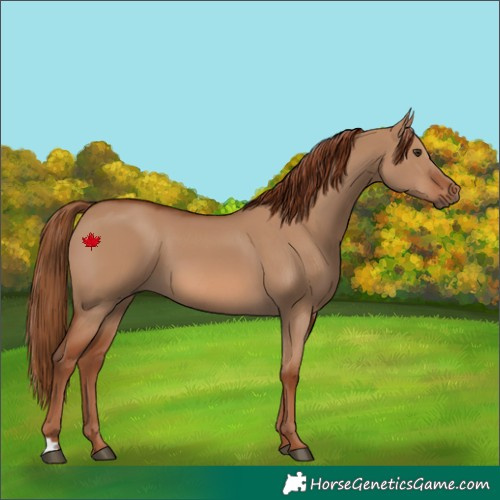 Horse Color:Red Dun