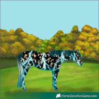 Horse Color:Void Thunderstruck Palomino Ice Appaloosa 